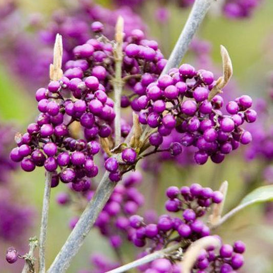 Callicarpa 'Profusion'