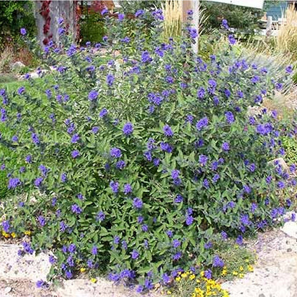Caryopteris 'Dark Knight' | Bluebeard – Gardeners Dream
