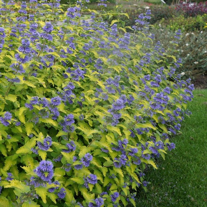 Caryopteris 'Hint of Gold' | Bluebeard – Gardeners Dream
