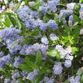 Ceanothus 'Skylark'