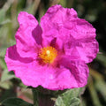 Cistus 'Sunset'