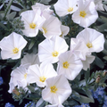 Convolvulus cneorum