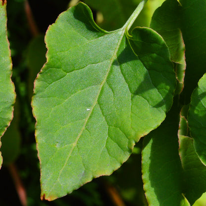 Fallopia baldschuanica | Russian Vine – Gardeners Dream