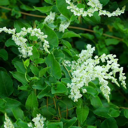 Fallopia baldschuanica | Russian Vine – Gardeners Dream