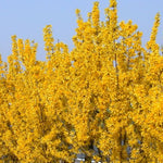 Forsythia 'Lynwood'