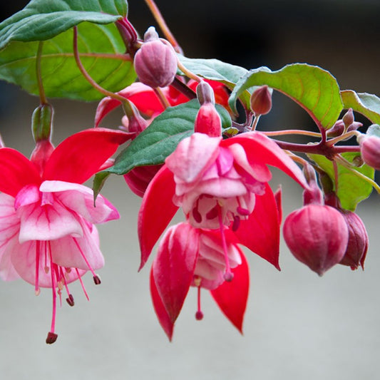 Fuchsia 'Prosperity'