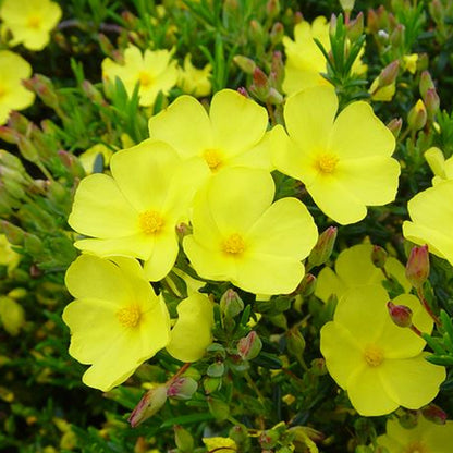 Halimium libanotis | Wooly Rock Rose – Gardeners Dream