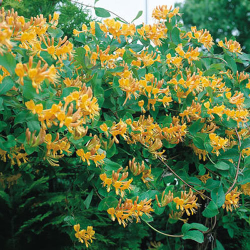 Lonicera x tellmanniana