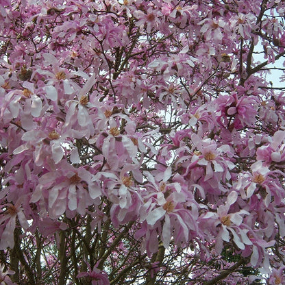 Magnolia 'Rosea' | Starry Magnolia – Gardeners Dream