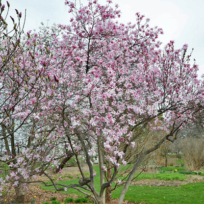Magnolia 'Rosea' | Starry Magnolia – Gardeners Dream