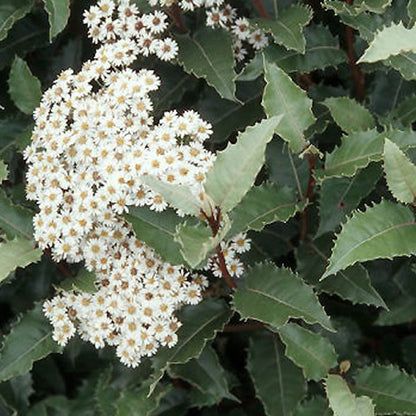Olearia macrodonta | New Zealand Holly – Gardeners Dream