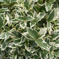 Osmanthus 'Variegatus'