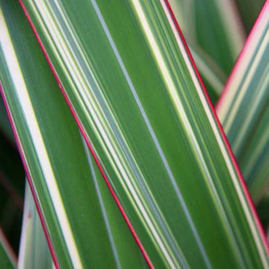 Phormium 'Tricolour'