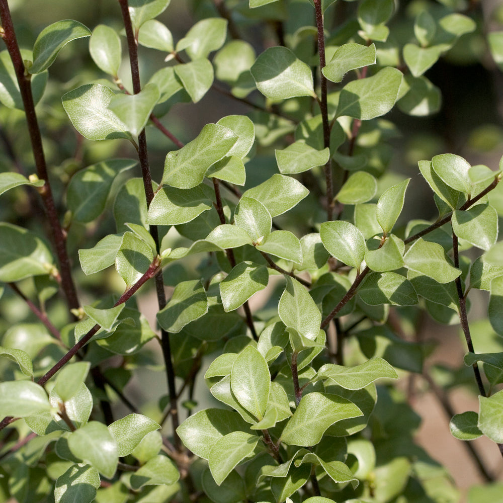 Pittosporum Oliver Twist Set