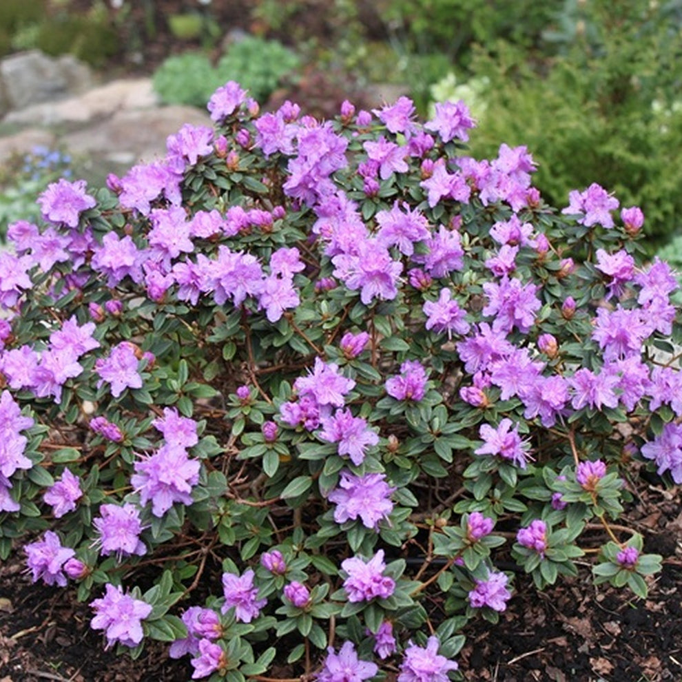 Rhododendron 'Ramapo' | Dwarf Hardy Hybrid – Gardeners Dream
