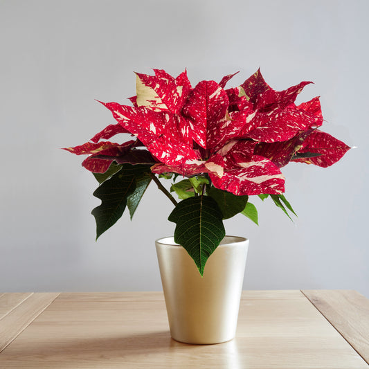 Superba Glitter Poinsettia Christmas Plant