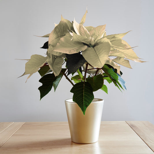 White Poinsettia Christmas Plant