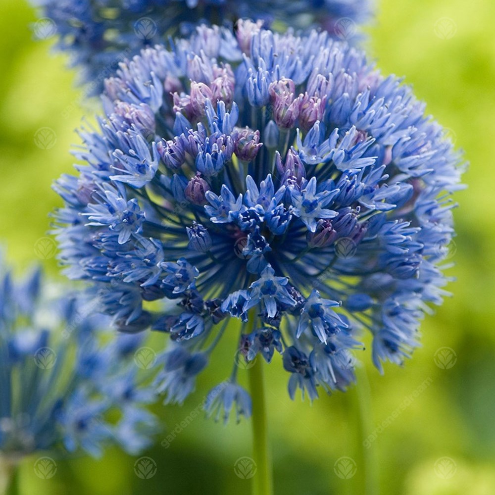 Allium caeruleum | Ornamental Onion – Gardeners Dream