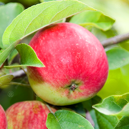 Apple 'Worcester Pearmain'