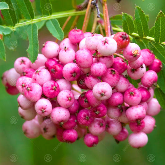 Sorbus vilmorinii