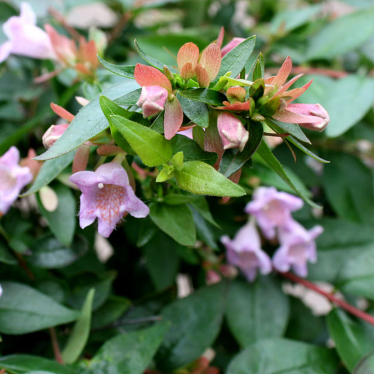 Abelia Edward Goucher
