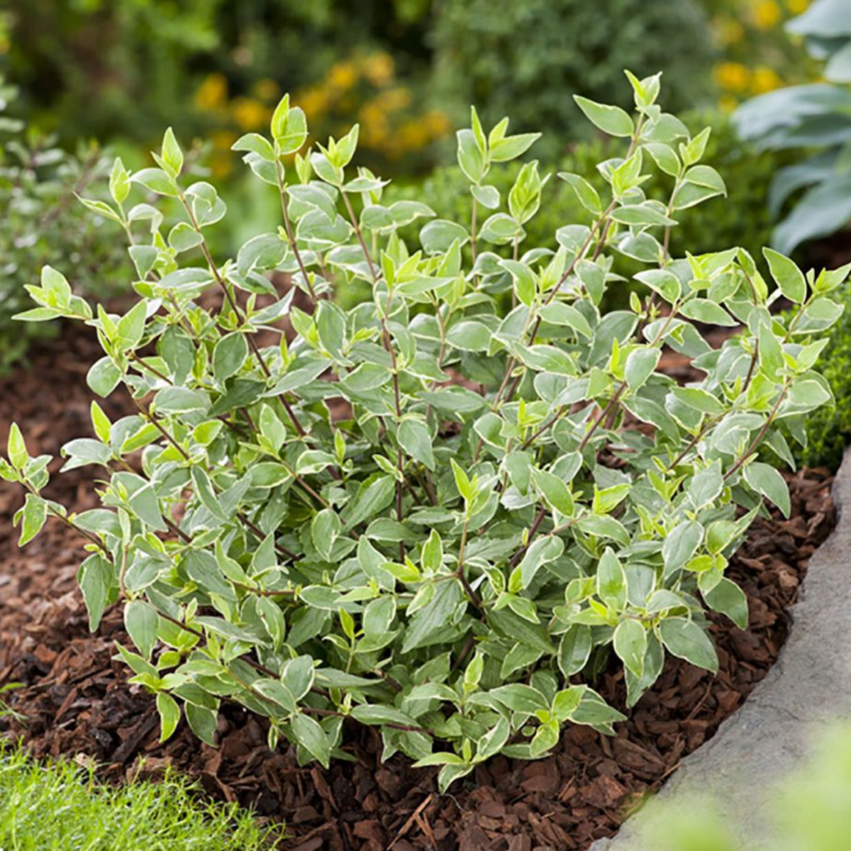Abelia Lucky Lots