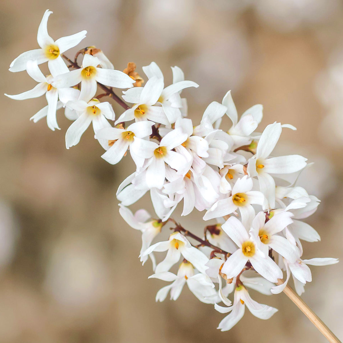Abeliophyllum Roseum