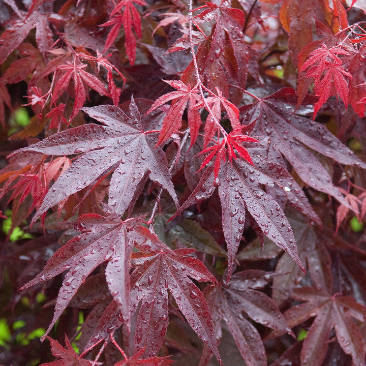 Red Trees | Red Leaved Trees | Gardeners Dream