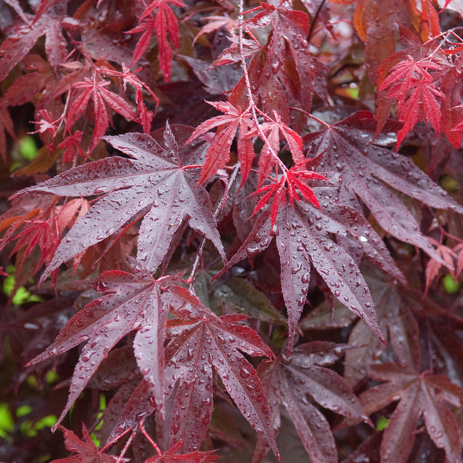Red Trees | Red Leaved Trees | Gardeners Dream