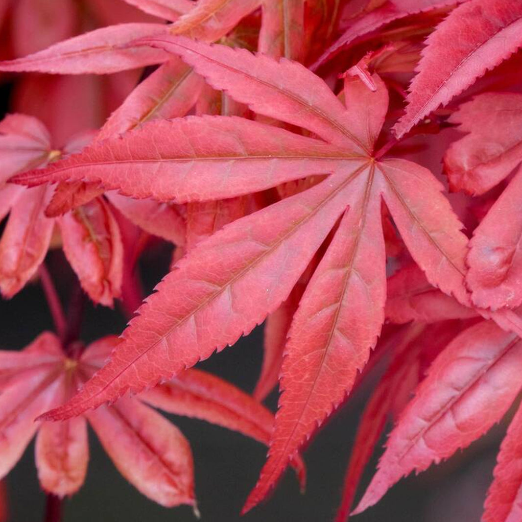 Red Trees | Red Leaved Trees | Gardeners Dream