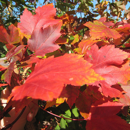 Acer 'Summer Red' | Red Maple Tree – Gardeners Dream