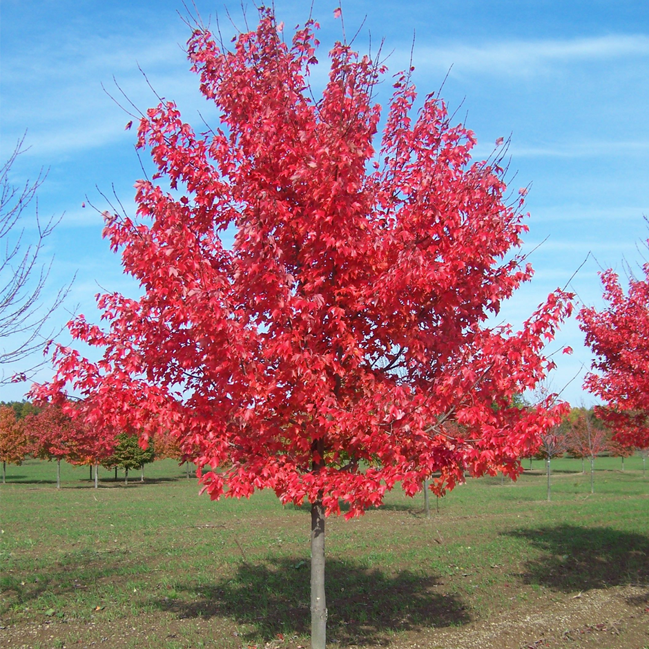 Checker Red Tree Red Trees | Red Leaved Trees | Gardeners Dream