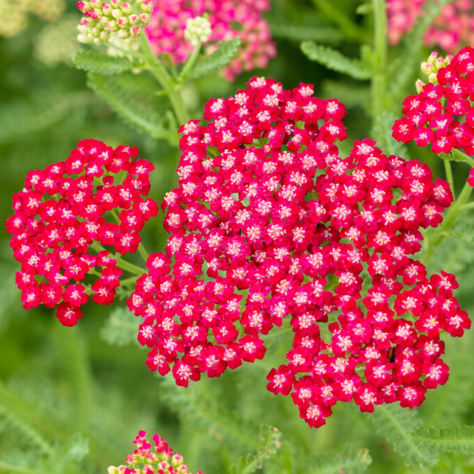 Achillea Vintage Red