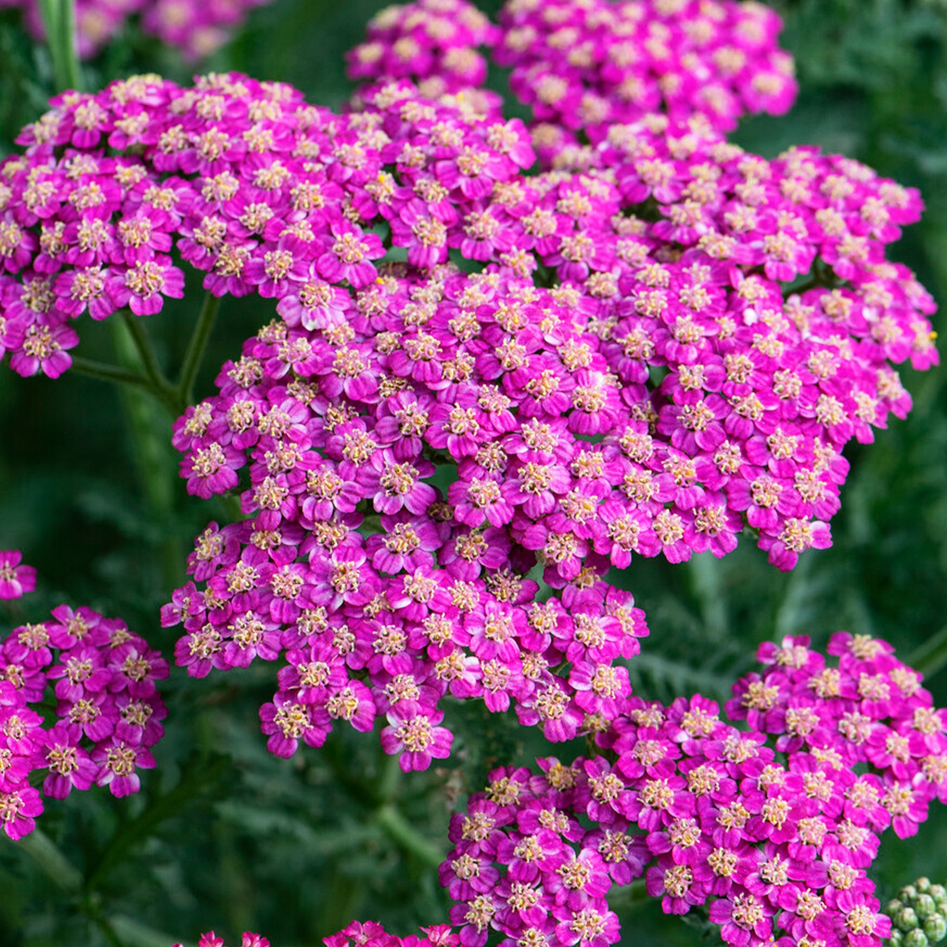 Achillea Vintage Rose