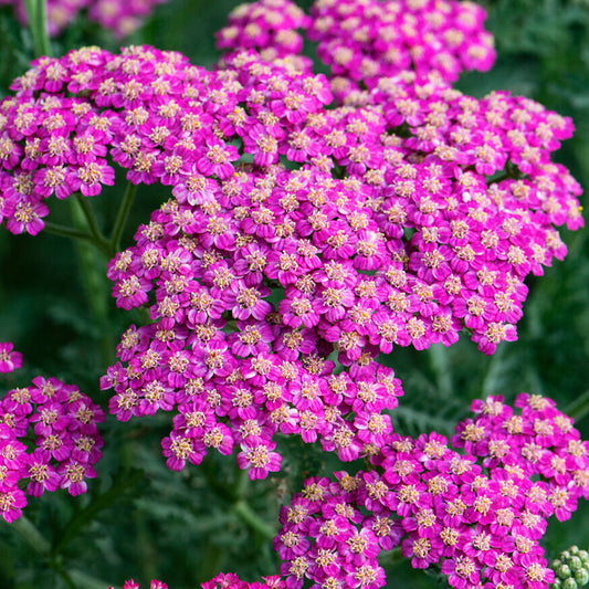 Achillea 'New Vintage Rose'