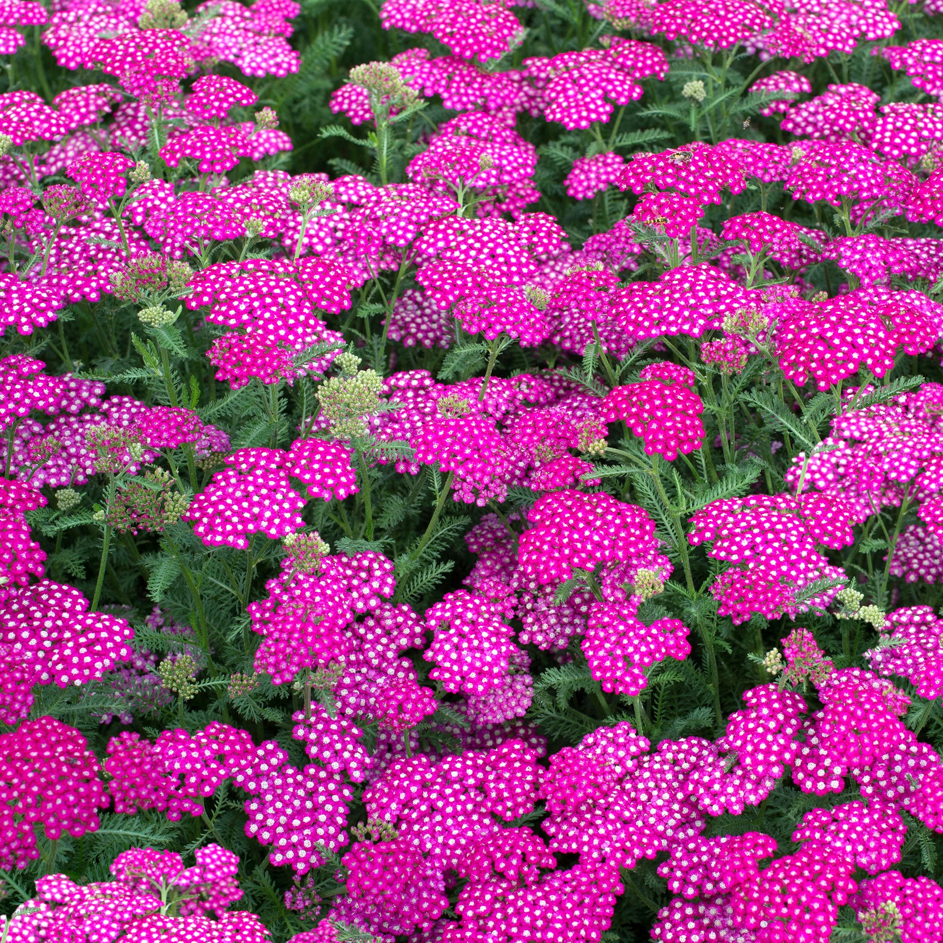 Achillea Vintage Violet