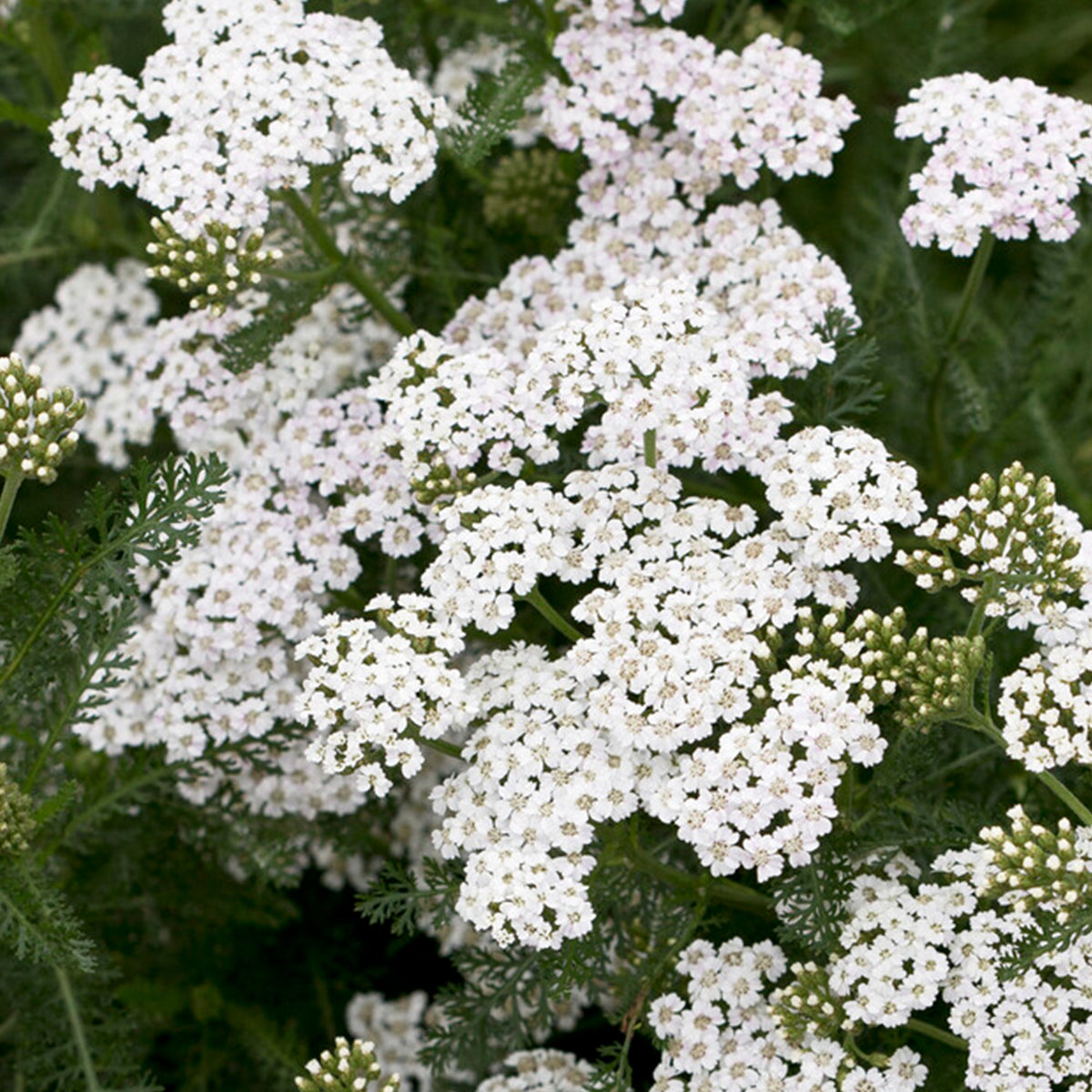 Achillea Vintage White