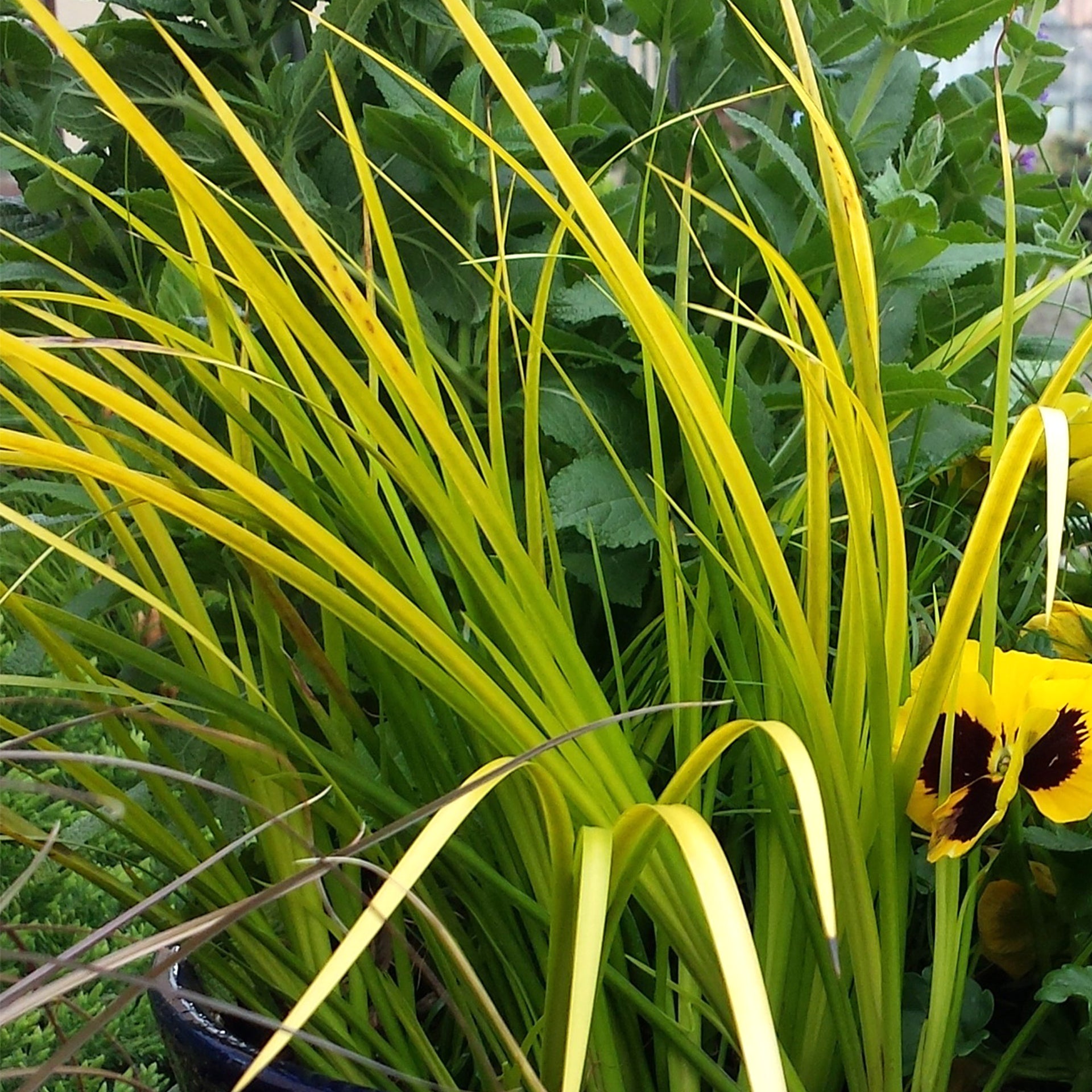 Acorus Golden Delight