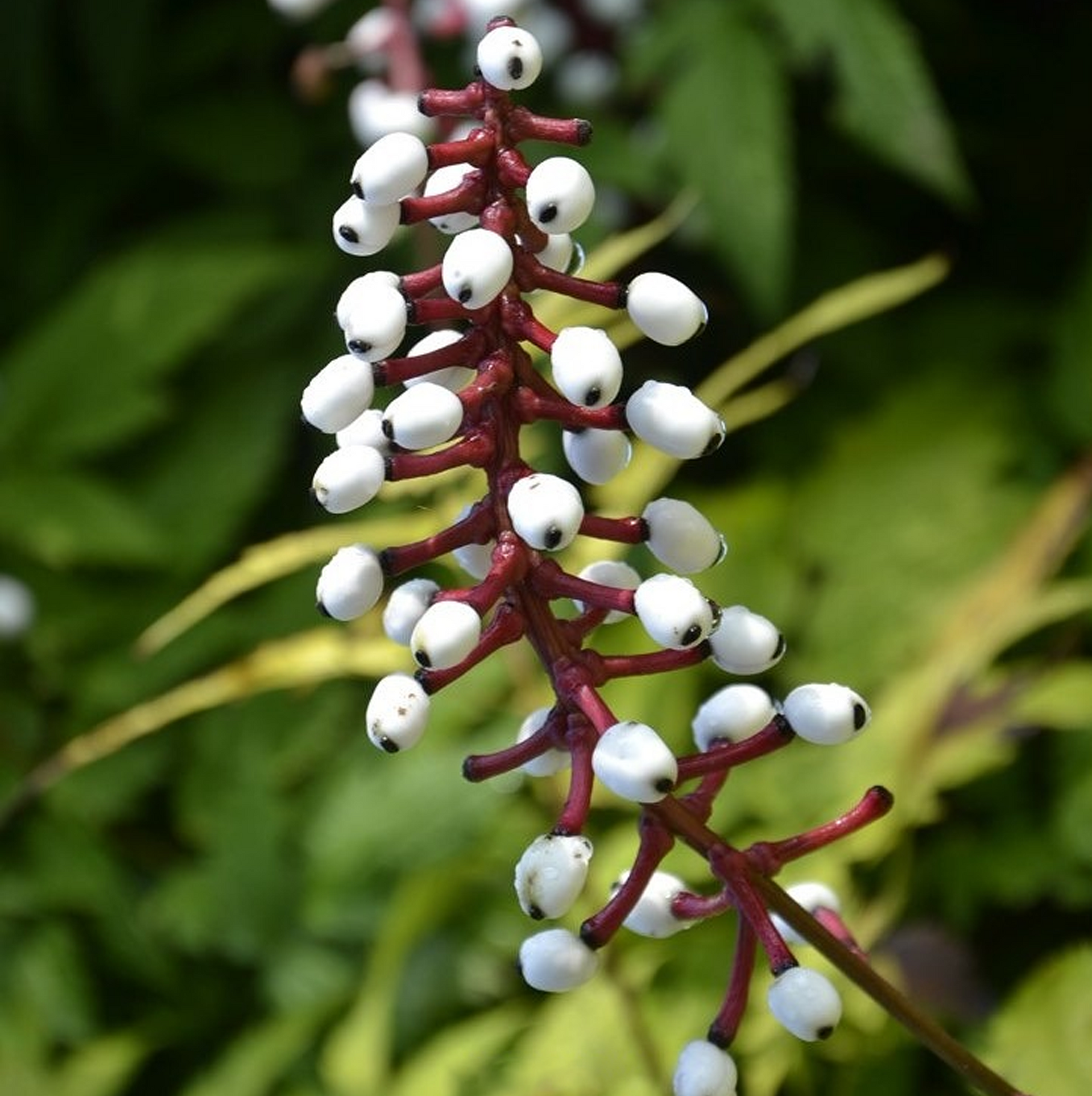 Actaea Misty Blue