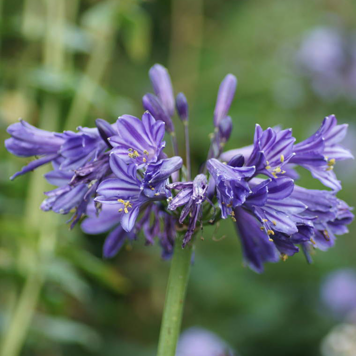 Agapanthus Black Pantha