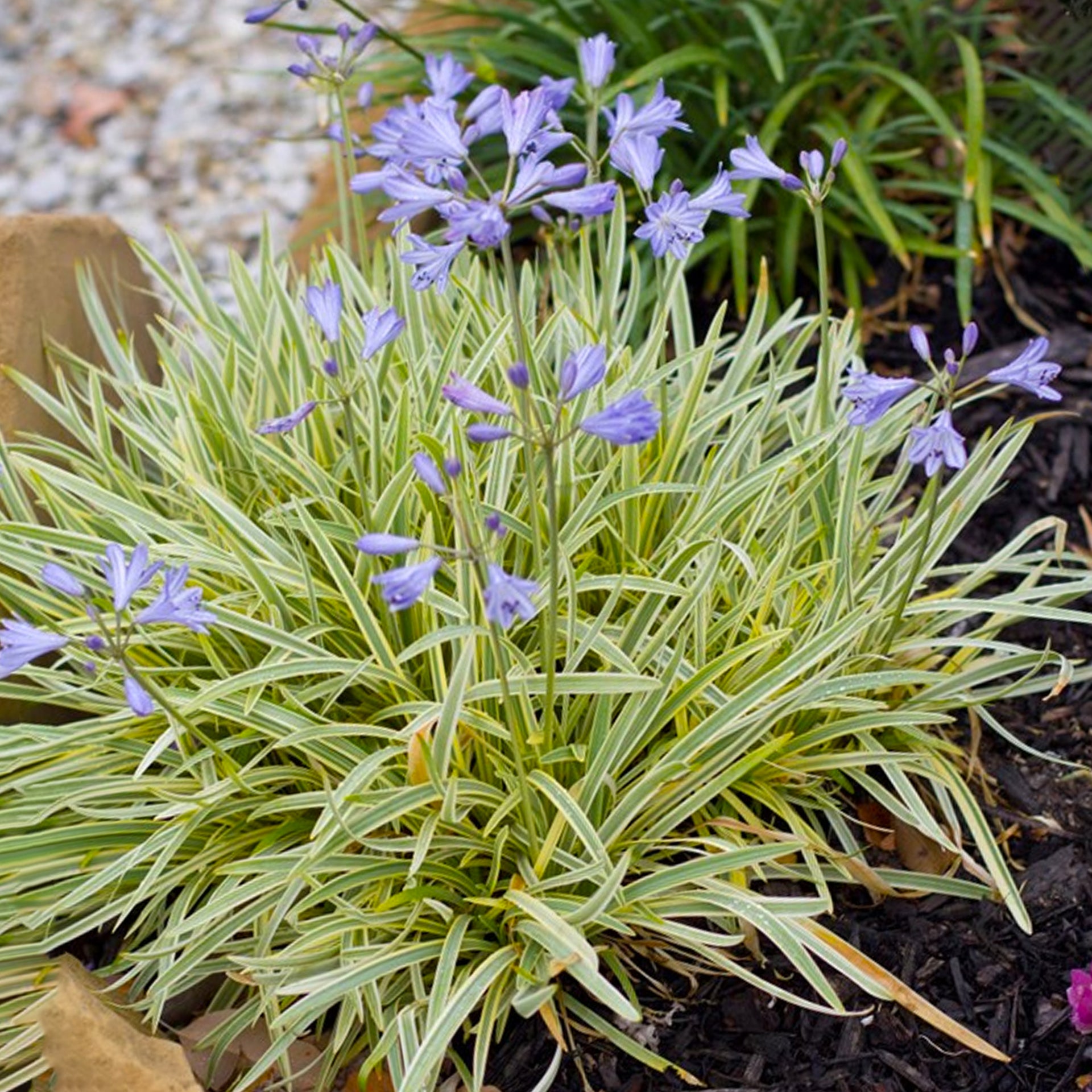 Agapanthus Golden Drop