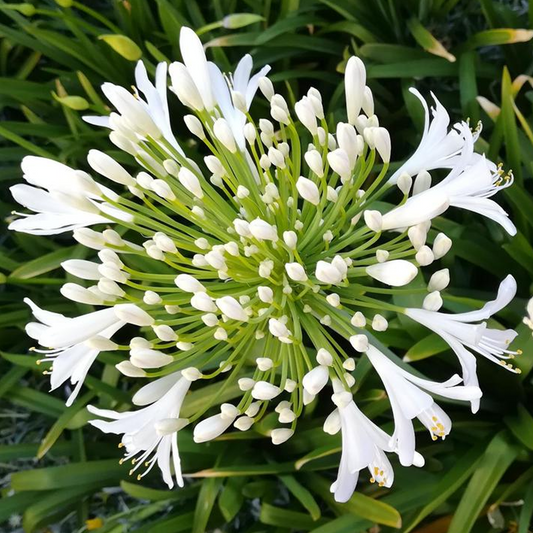 Agapanthus 'Mi Casa'
