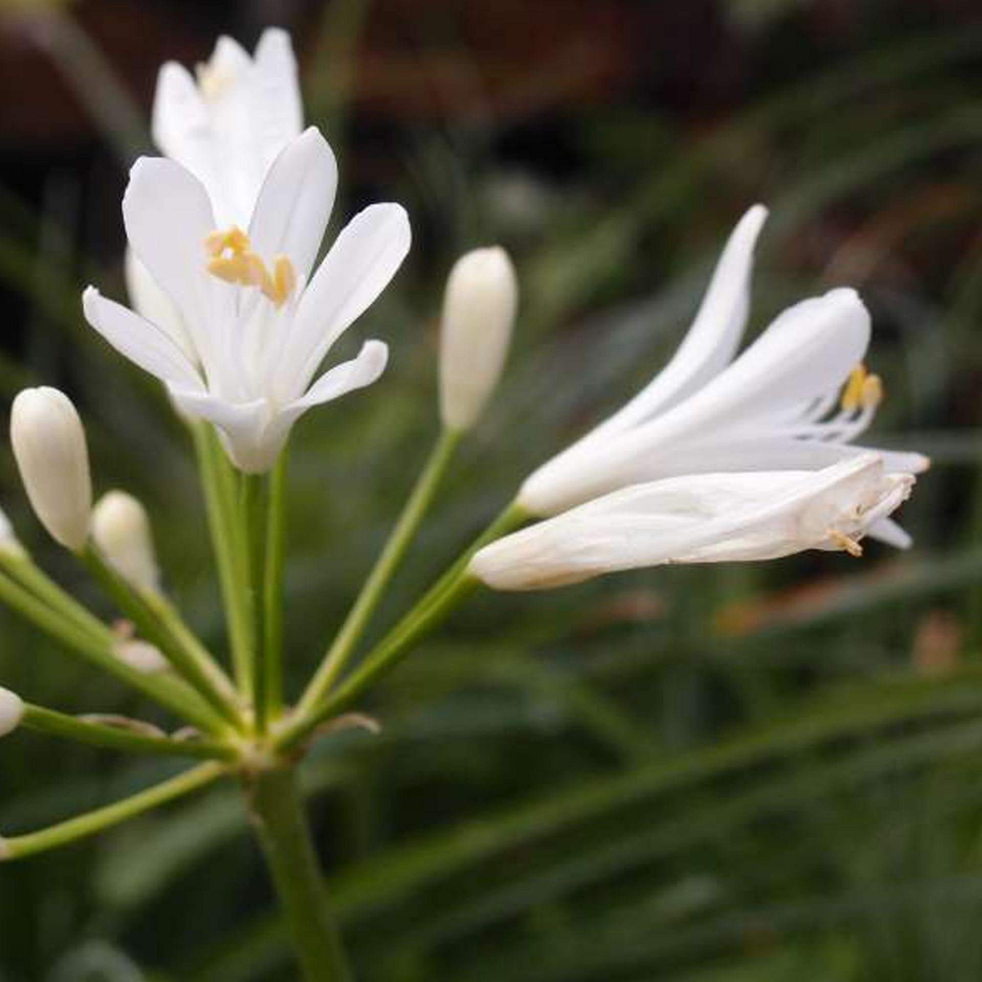 Agapanthus Mi Casa