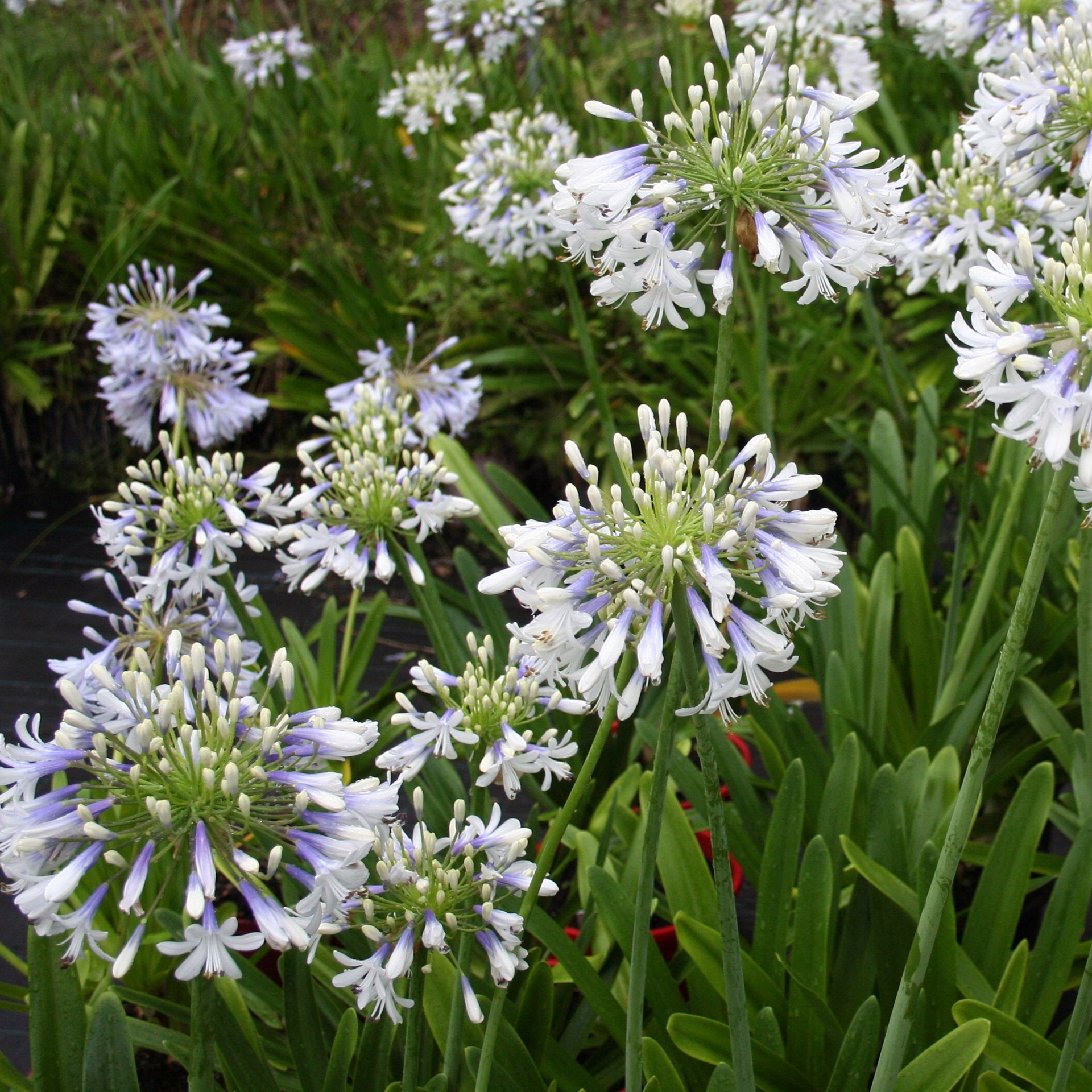Agapanthus Queen Mum