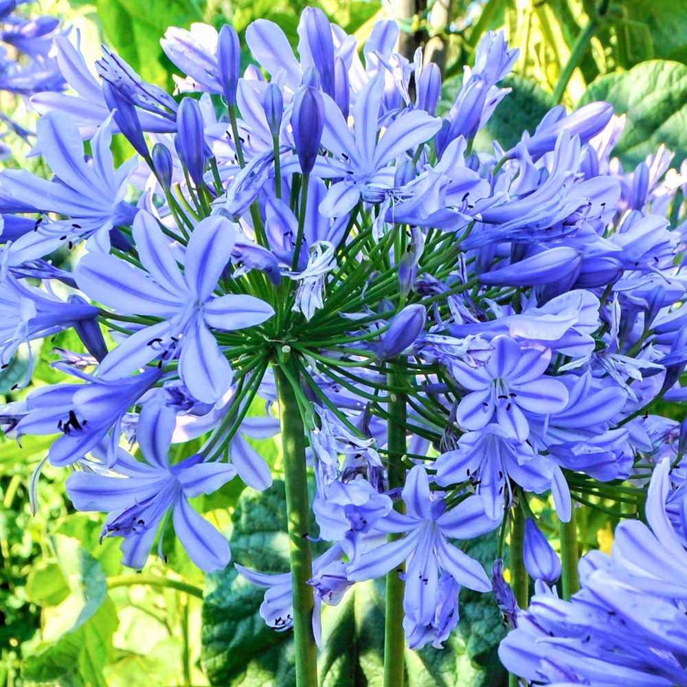 Agapanthus Brilliant Blue