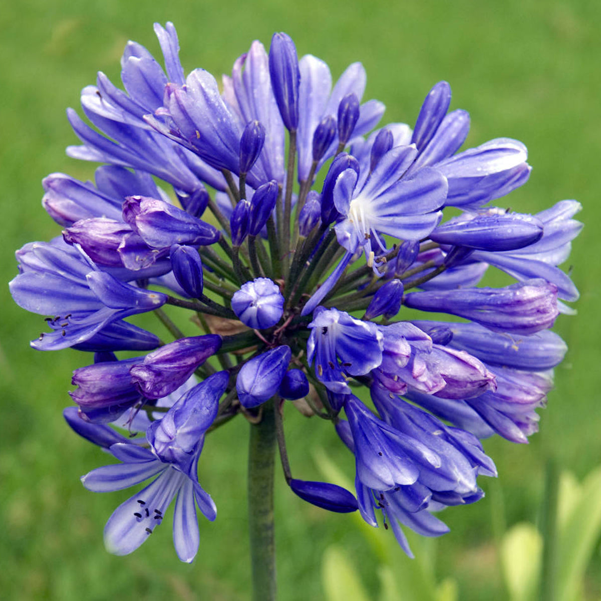 Agapanthus Flower Love