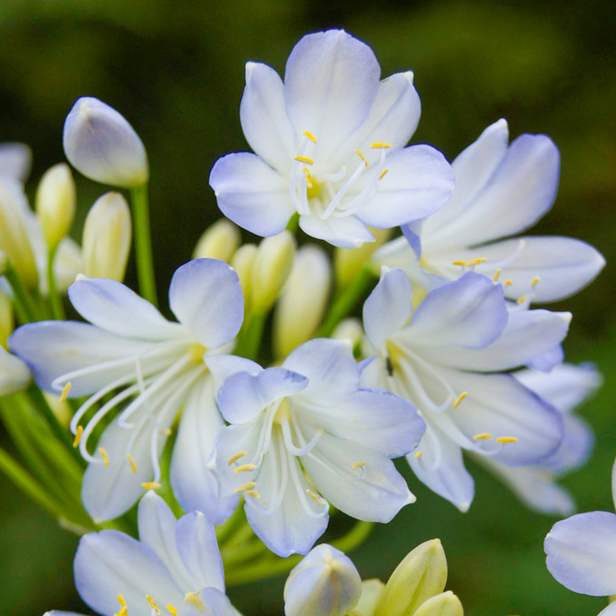 Agapanthus Silver