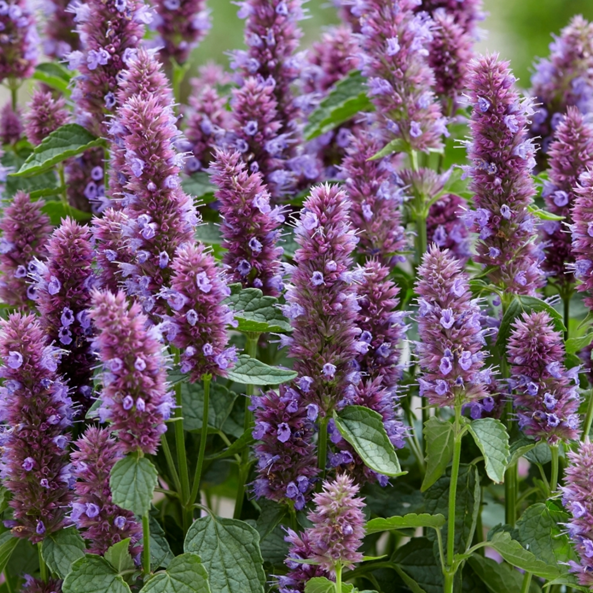 Agastache Beelicious Purple