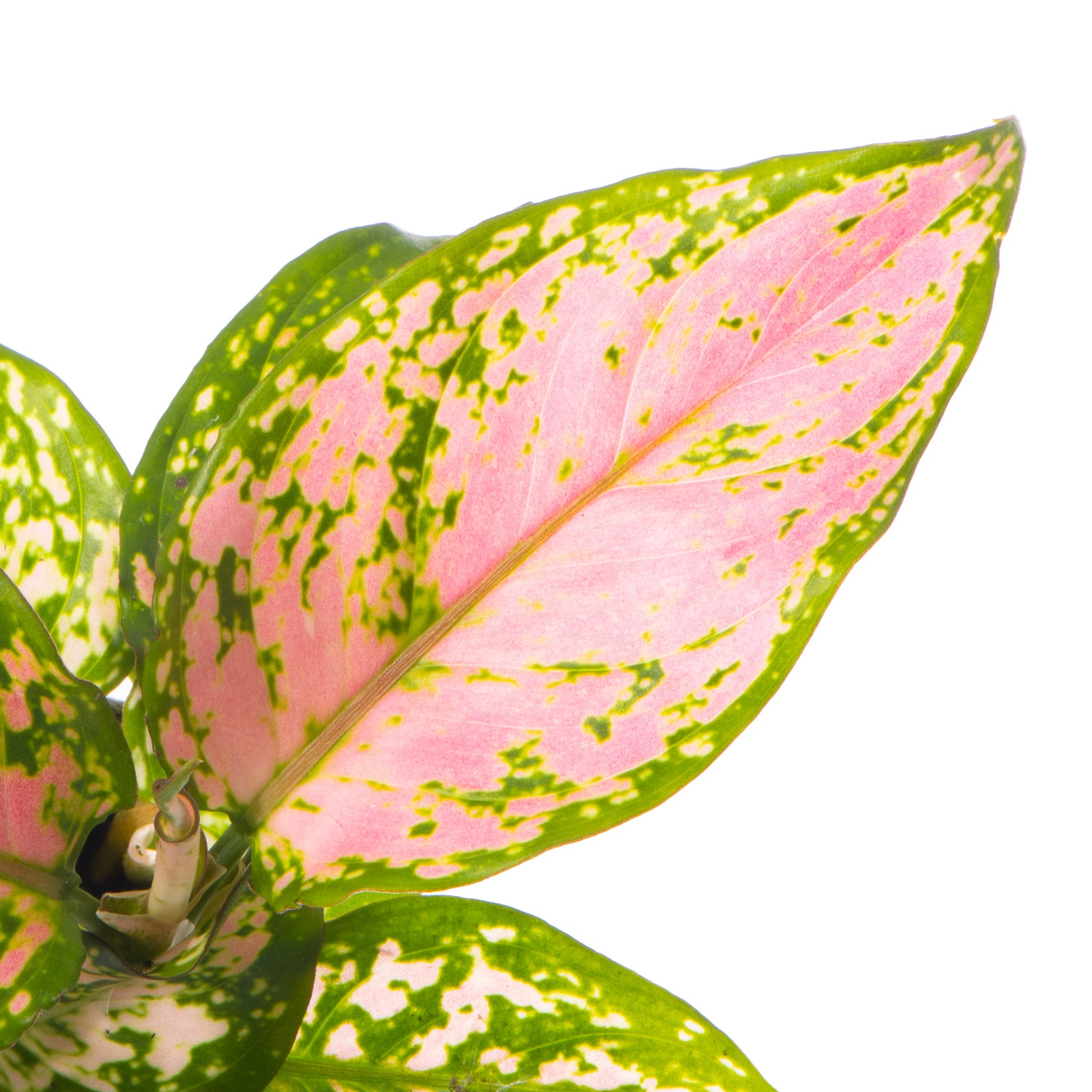 aglaonema pink dragon Chinese Evergreen