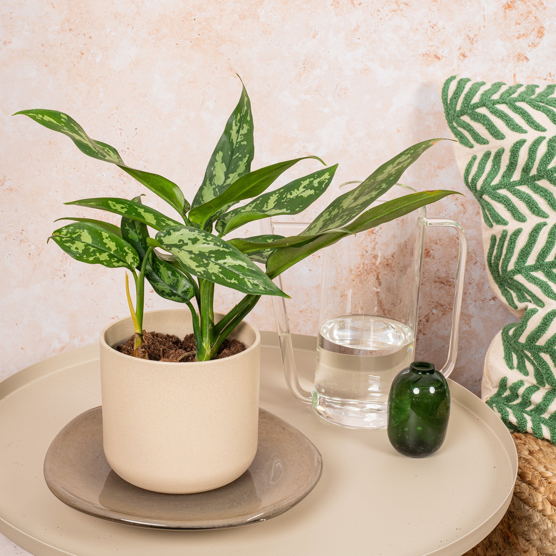 aglaonema maria christina Aglaonema 'Maria Christina'